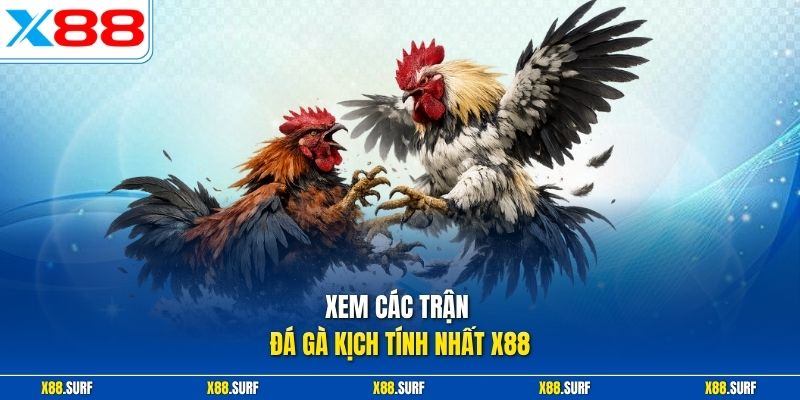 Xem các trận đá gà kịch tính nhất X88